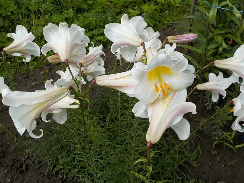  - lilium regale