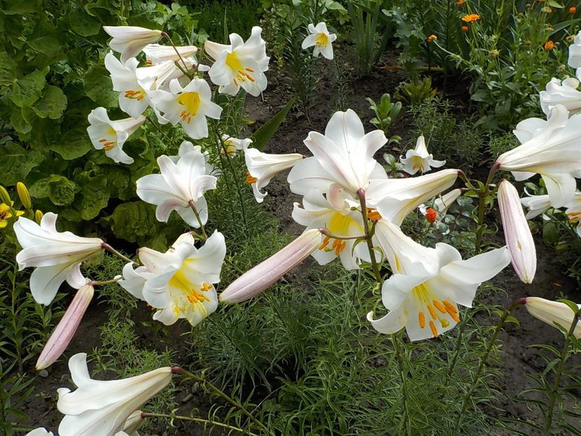  - lilium regale