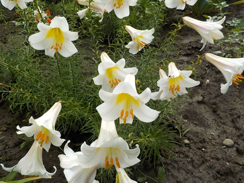  - lilium regale