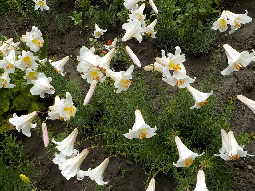  - lilium regale