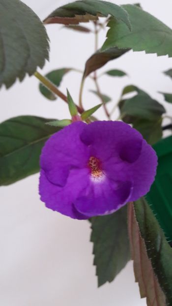 Batranul meu achi mov - 09 Achimenes 2018