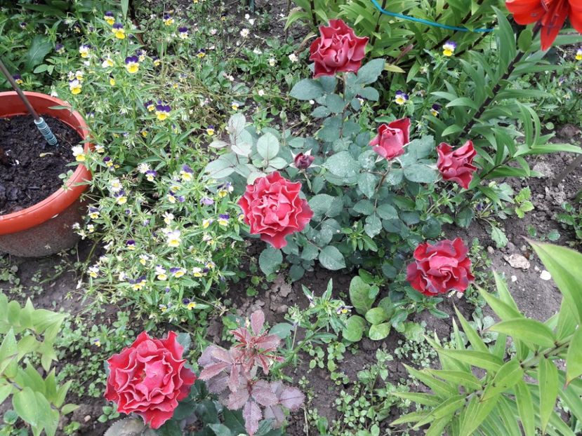  - IMAGINI MIXTE GRADINA 2018