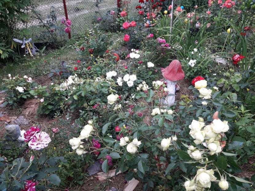  - IMAGINI MIXTE GRADINA 2018