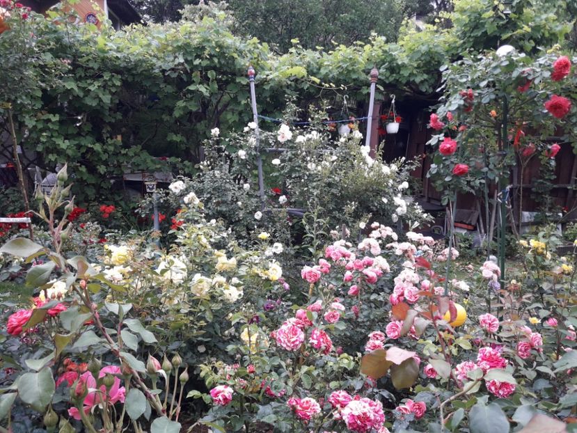  - IMAGINI MIXTE GRADINA 2018