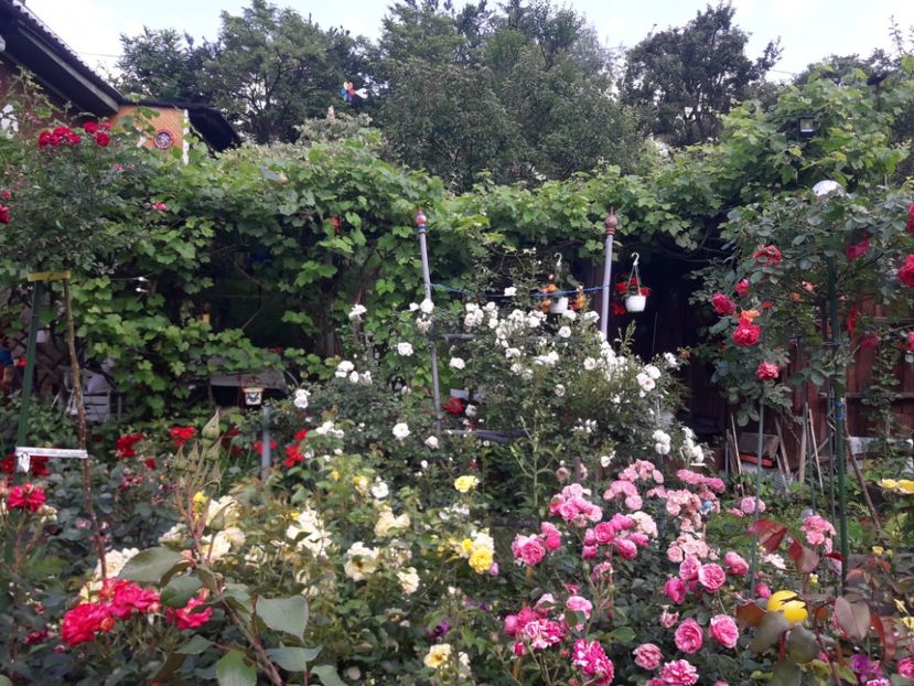  - IMAGINI MIXTE GRADINA 2018