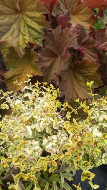  - Gradina la umbra in curs de amenajare