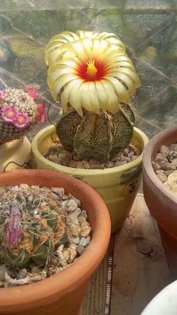 IMG-20180610-WA0008 - Cactusi