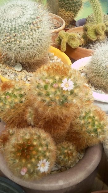 IMG-20180421-WA0010 - Cactusi