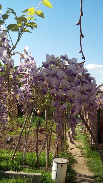 IMG-20180420-WA0013 - Cactusi