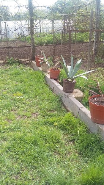 IMG-20180418-WA0009 - Cactusi