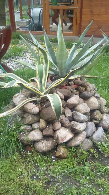 IMG-20180418-WA0007 - Cactusi