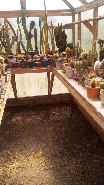 IMG-20180412-WA0008 - Cactusi