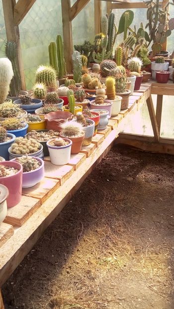 IMG-20180412-WA0006 - Cactusi