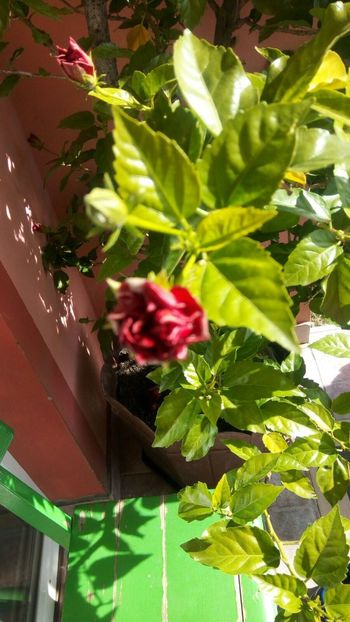 IMG-20171014-WA0005 - Cactusi