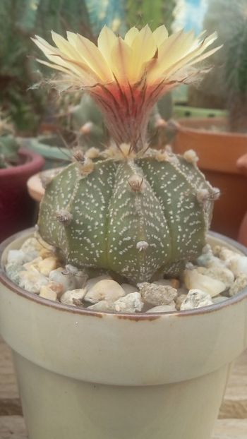 IMG-20170514-WA0014 - Cactusi