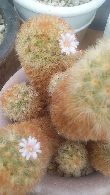 IMG-20170514-WA0012 - Cactusi