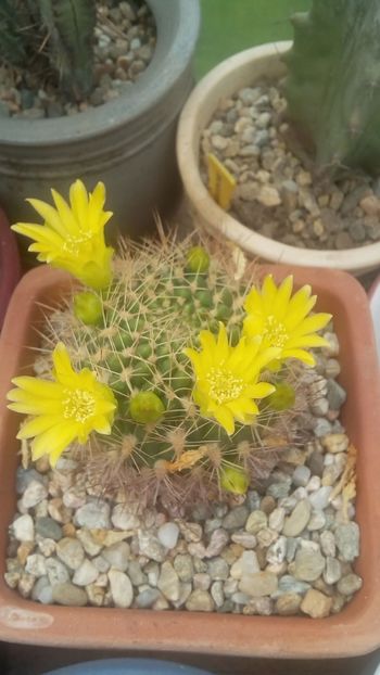 IMG-20170514-WA0006 - Cactusi