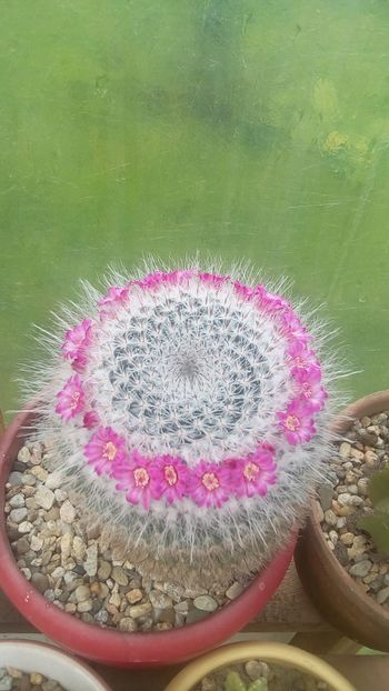 IMG-20170514-WA0004 - Cactusi