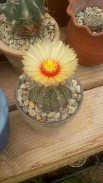 IMG-20170514-WA0000 - Cactusi