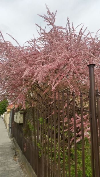 IMG-20170428-WA0000 - Cactusi