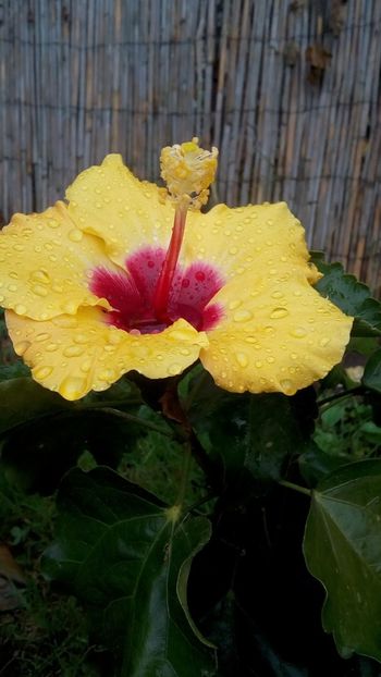 IMG-20161003-WA0003 - Cactusi