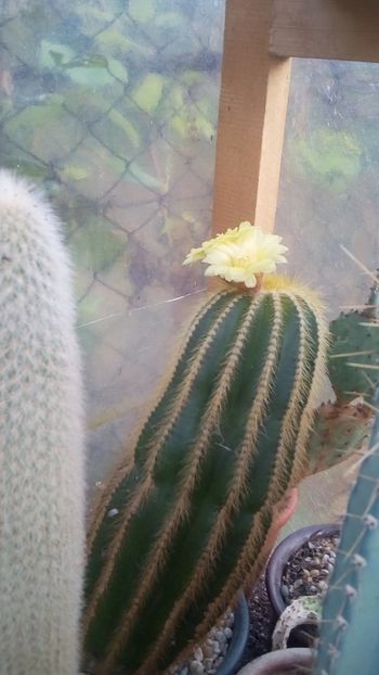 IMG-20160917-WA0026 - Cactusi