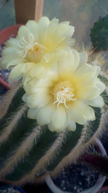 IMG-20160917-WA0024 - Cactusi