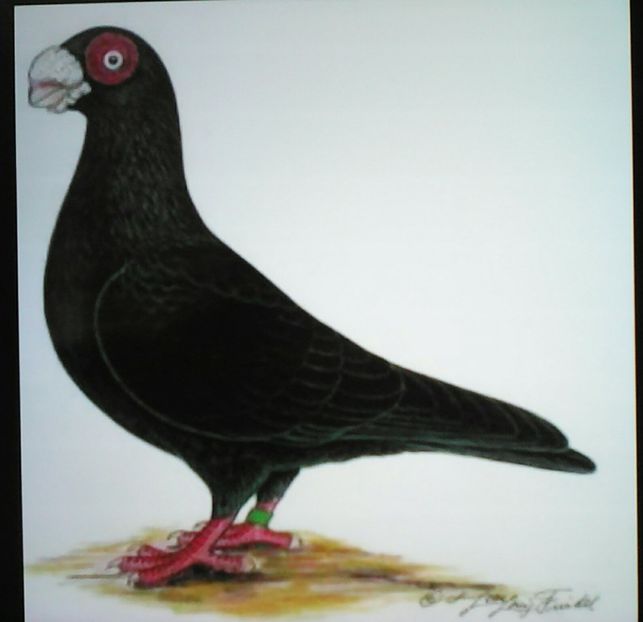 INDIANER TAUBEN - VOIAJORI DE FRUMUSETE BAGDETI INDIENI GERMANII