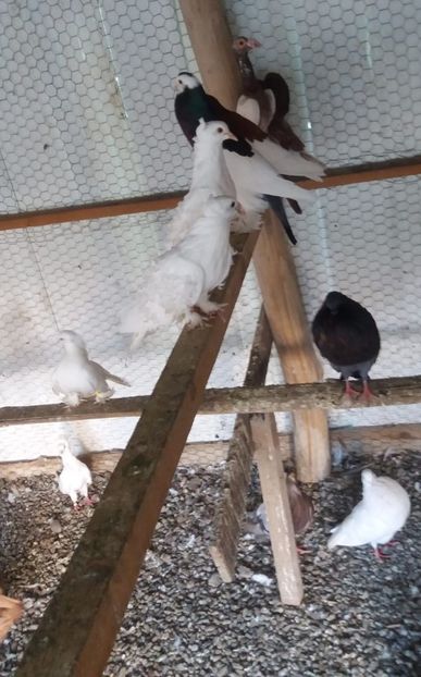 IMG-20180610-WA0112 - 00---PORUMBEI 2019