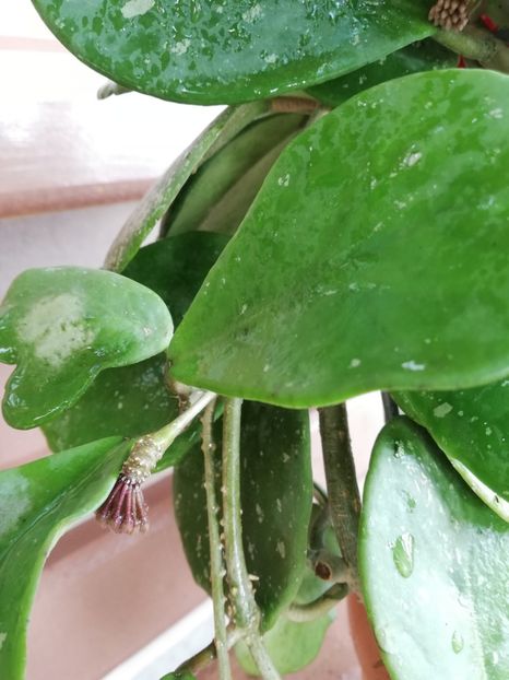  - Hoya obovata