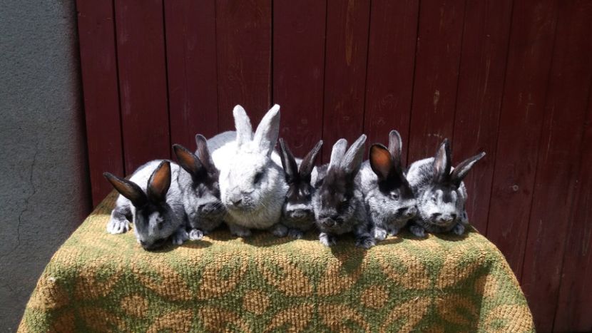 poze 16.06.2018 - fem 9 RO12 279