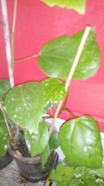  - Rasad de hibiscusi din seminte