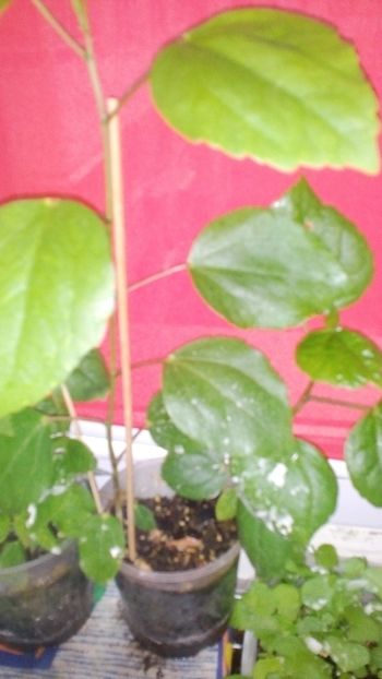  - Rasad de hibiscusi din seminte