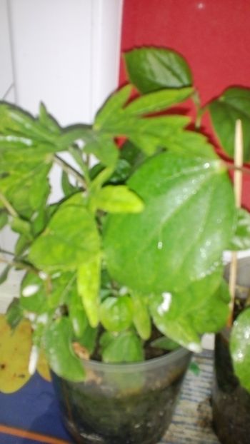  - Rasad de hibiscusi din seminte