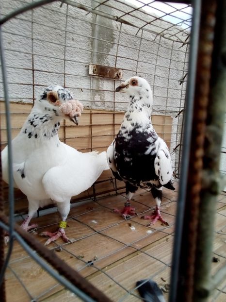 M 2015 & F2017 - Porumbeii mei