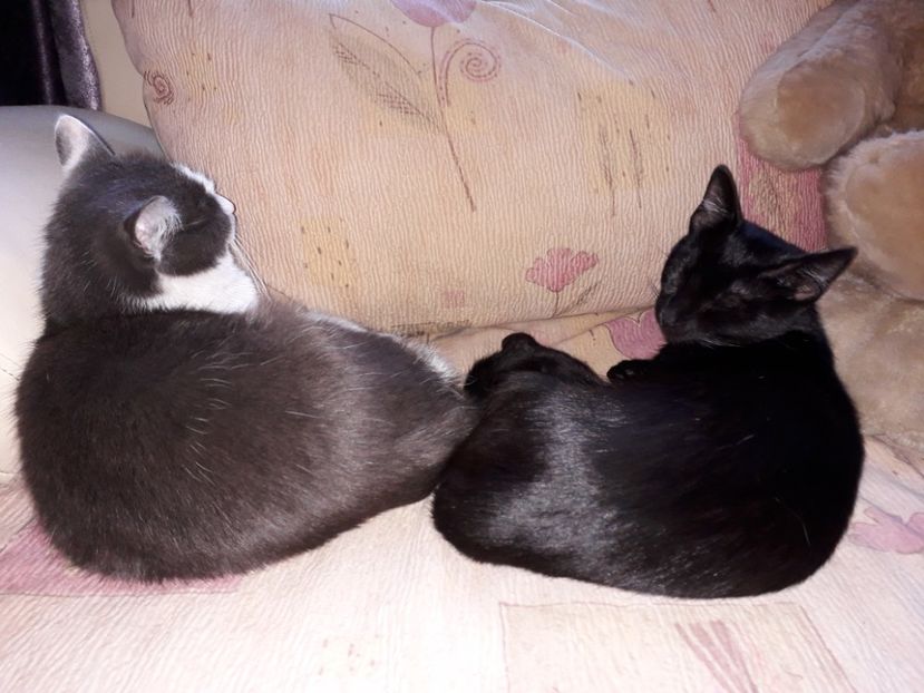  - AMIRA si fratii sai blanosi