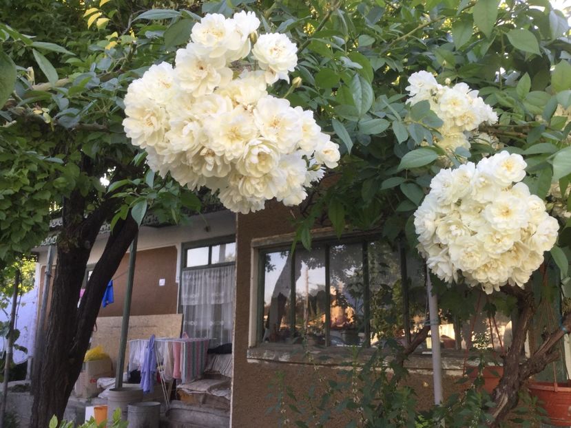 AA905308-93BE-4BBD-84B7-172F3BD9570F - Flori 2018