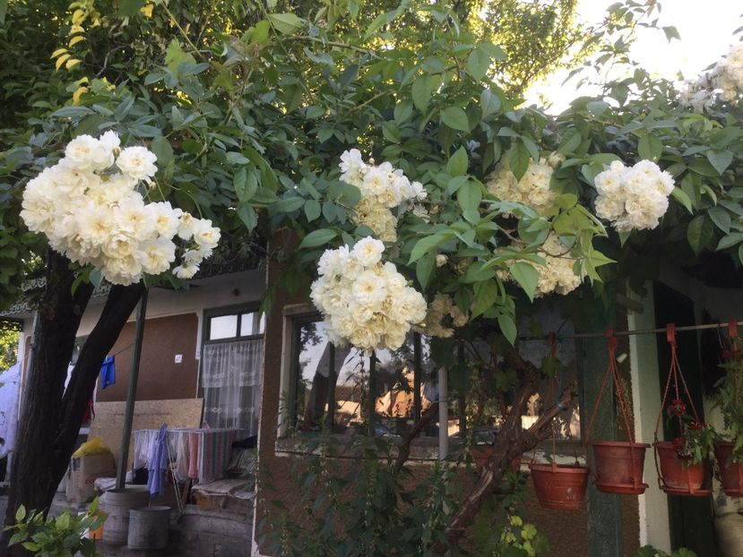 BB89AC1C-5708-457F-8413-884F239868E1 - Flori 2018