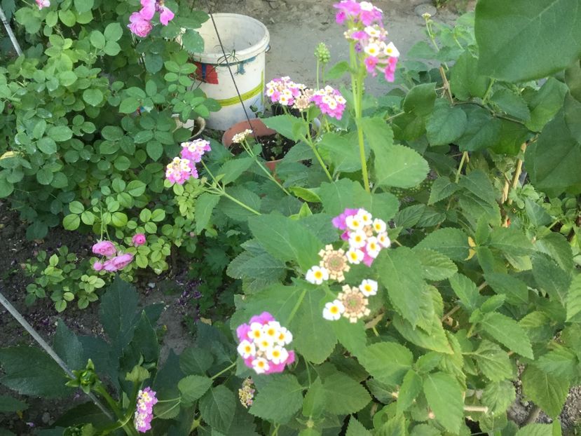 33930DA0-7163-47F0-B760-9D9B684EEC77 - Flori 2018