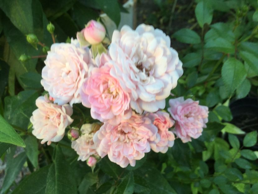 BC451855-4EB7-464B-81FE-6962A3290643 - Flori 2018