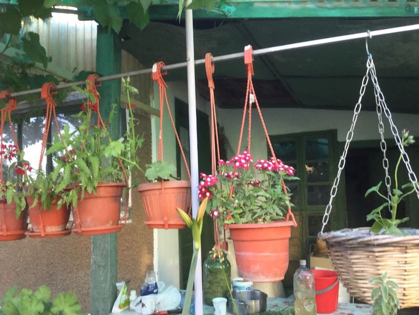 379907DD-CFE3-44B4-BEFF-4947FD41CB53 - Flori 2018