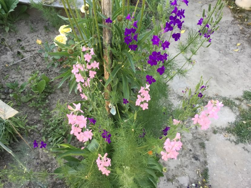 49FB693D-96E0-4AFB-A849-389BA24C6407 - Flori 2018