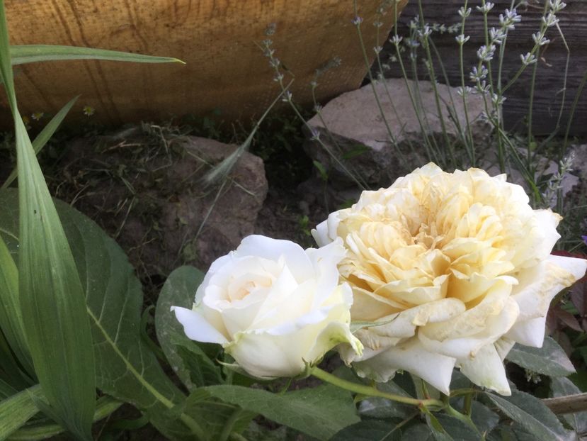 5EA3CA08-93D0-40EF-A4C6-41C6D7AF3E12 - Flori 2018