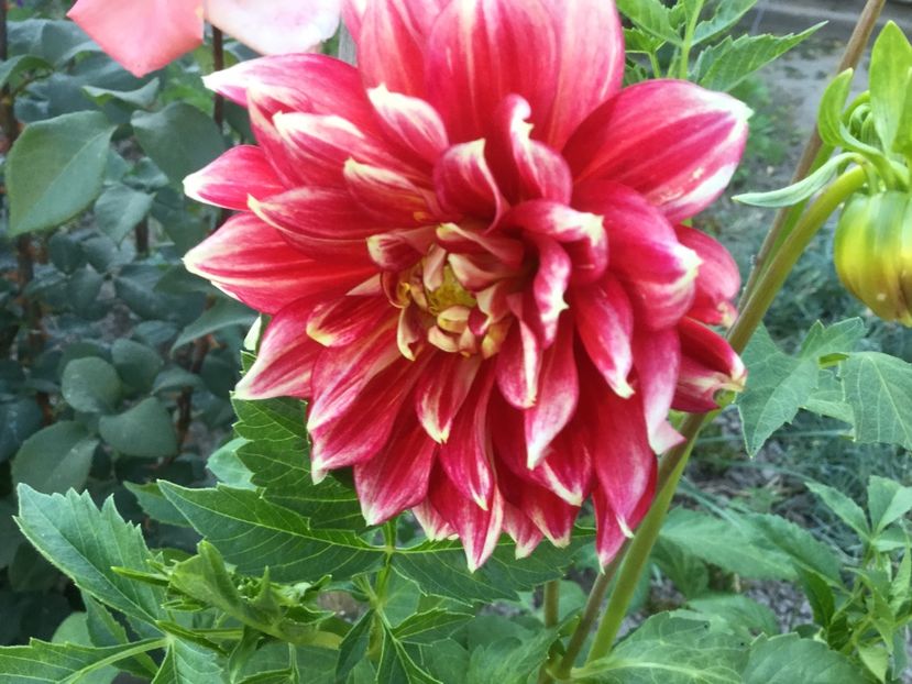 D3A6A524-BBD6-4A59-AB15-EAD1A5370C3E - Flori 2018