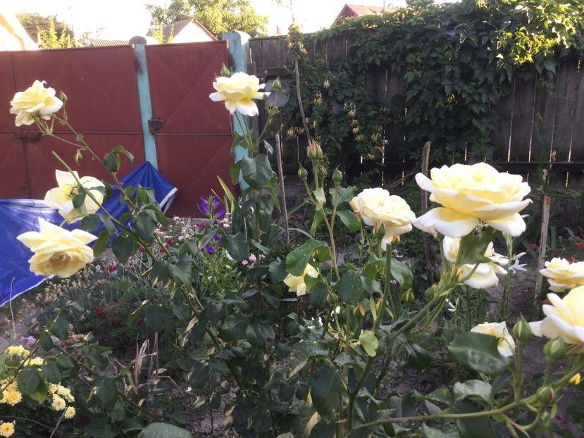 68C7BE84-61AA-4ECD-B89D-3EA46770DD27 - Flori 2018