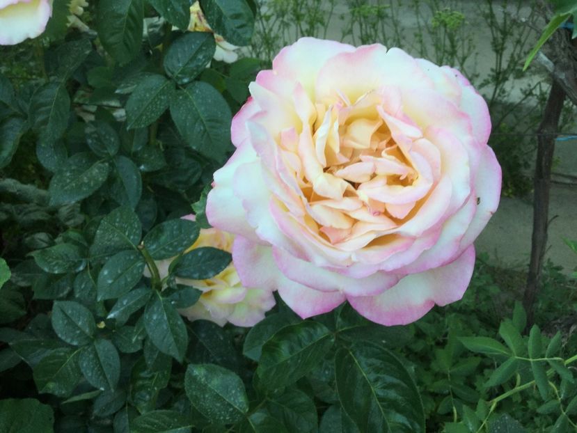 3B2C5943-BCEF-46F5-B070-66FA83288C55 - Flori 2018