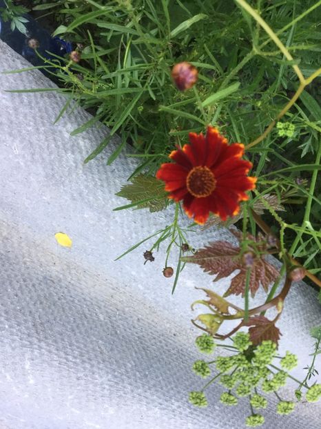 CD3603DA-0820-4B6A-8CA2-6E67305059F0 - Flori 2018