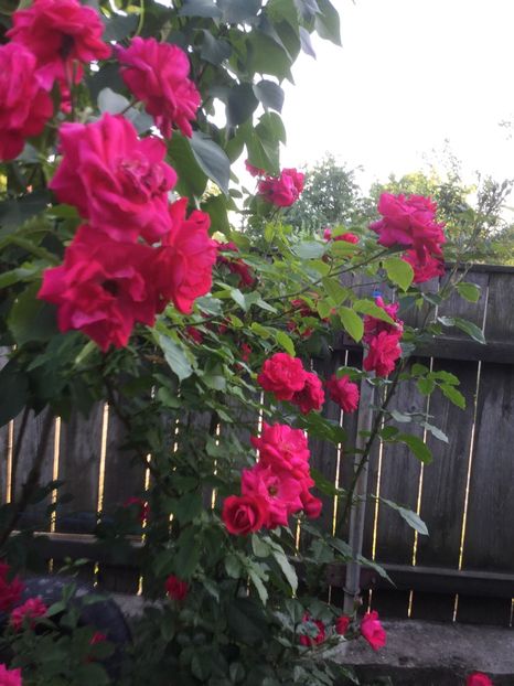 80874404-26DE-4998-8983-DCD6B88A4622 - Flori 2018