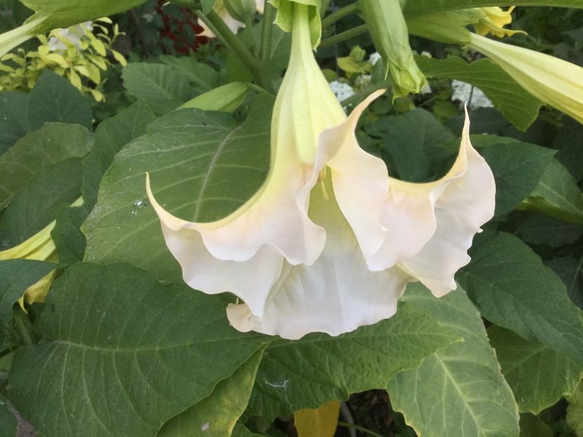 B550FB93-D0F6-49FE-8BBE-61FB8C51F4FF - Flori 2018