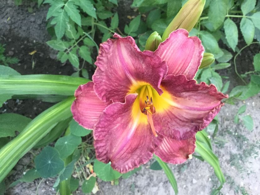 50BC1A0E-84F7-46B3-A39D-81515555EF7E - Flori 2018